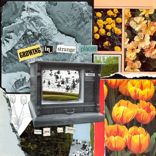 I'm Sorry Thank You - Growing In Strange Places - Orange Crush